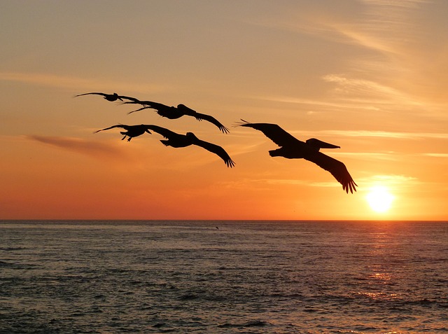 Пеликаны, парящие над морем.